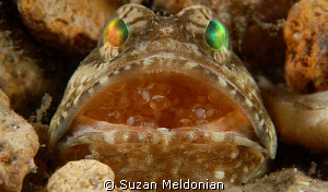 Banded Jawfish with Eggs by Suzan Meldonian 